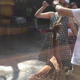 j zz国产,探寻j zz国的历史足迹与文化魅力